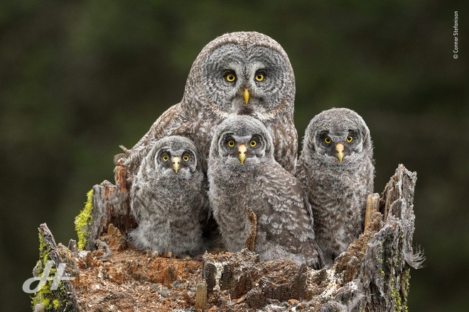 Cùng ngắm những tấm ảnh đẹp nhất trong cuộc thi The Wildlife Photographer of the Year 2018 - Ảnh 3.