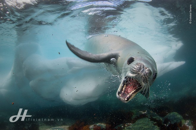 Cùng ngắm những tấm ảnh đẹp nhất trong cuộc thi The Wildlife Photographer of the Year 2018 - Ảnh 4.