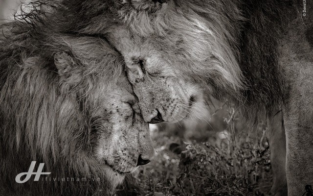 Cùng ngắm những tấm ảnh đẹp nhất trong cuộc thi The Wildlife Photographer of the Year 2018