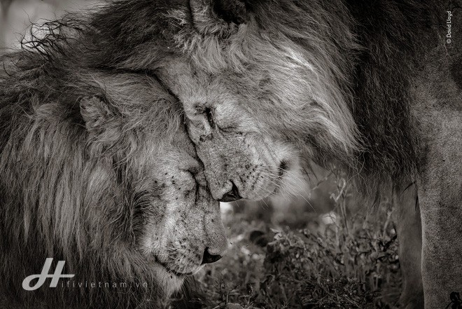 Cùng ngắm những tấm ảnh đẹp nhất trong cuộc thi The Wildlife Photographer of the Year 2018 - Ảnh 5.