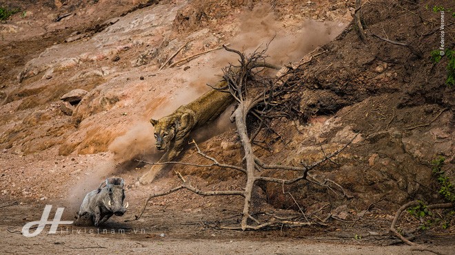 Cùng ngắm những tấm ảnh đẹp nhất trong cuộc thi The Wildlife Photographer of the Year 2018 - Ảnh 7.