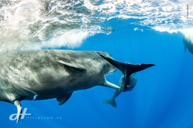 Cùng ngắm những tấm ảnh đẹp nhất trong cuộc thi The Wildlife Photographer of the Year 2018 - Ảnh 8.