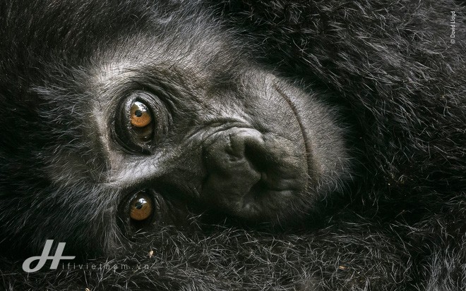 Cùng ngắm những tấm ảnh đẹp nhất trong cuộc thi The Wildlife Photographer of the Year 2018 - Ảnh 9.