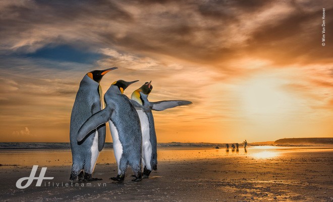 Cùng ngắm những tấm ảnh đẹp nhất trong cuộc thi The Wildlife Photographer of the Year 2018 - Ảnh 14.