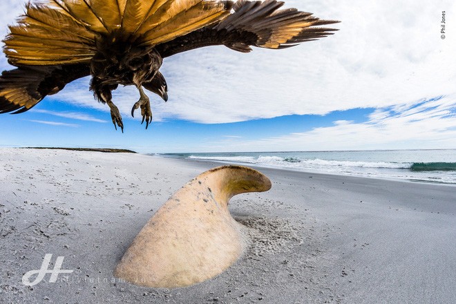 Cùng ngắm những tấm ảnh đẹp nhất trong cuộc thi The Wildlife Photographer of the Year 2018 - Ảnh 15.