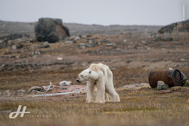 Cùng ngắm những tấm ảnh đẹp nhất trong cuộc thi The Wildlife Photographer of the Year 2018 - Ảnh 17.