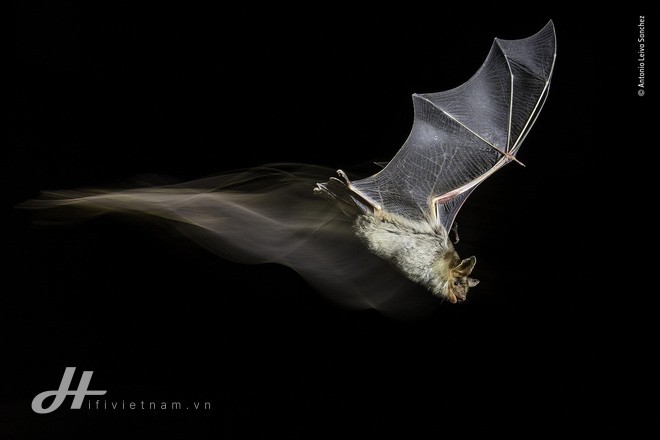 Cùng ngắm những tấm ảnh đẹp nhất trong cuộc thi The Wildlife Photographer of the Year 2018 - Ảnh 19.